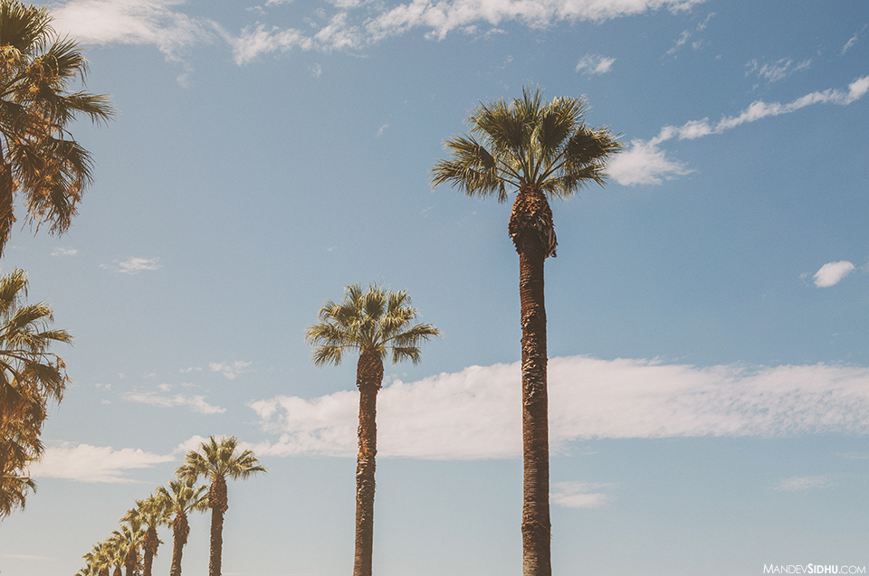  the area provided the perfect backdrop for a wedding Palm trees lined 